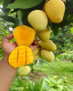 কাটিমন আম
