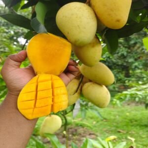 কাটিমন আম